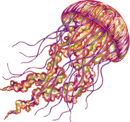 Watercolor jellyfish graphic illustration, which can be used in many forms such as scrapbook, postcards, stickers, teaching media, digital printing and many more.
