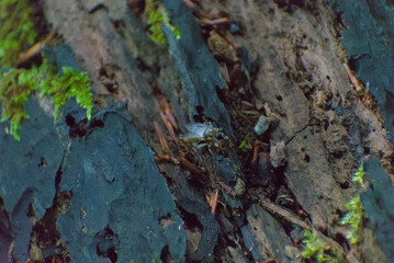 A close-up reveals a fascinating insect resting on a moss-covered log, highlighting the intricate details of nature's small wonders in a serene forest setting.