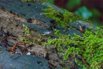 A close-up reveals a fascinating insect resting on a moss-covered log, highlighting the intricate details of nature's small wonders in a serene forest setting.