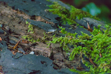 A close-up reveals a fascinating insect resting on a moss-covered log, highlighting the intricate details of nature's small wonders in a serene forest setting.