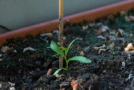 A tender green seedling, supported by a stake, emerges from rich soil, symbolizing new life, growth, and hope in a nurturing environment.