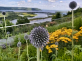 Flower is in the foreground of a field of flowers. The field is full of flowers and the flower is purple and river Volga. Samara.