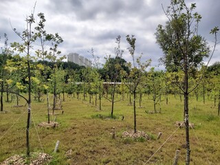Field of trees with a building in the background. The trees are green and are growing in a field....
