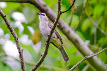 beautiful birds in the tropical forests of Indonesia in the afternoon