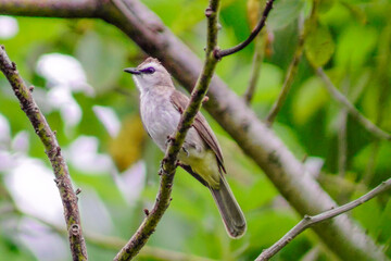 beautiful birds in the tropical forests of Indonesia in the afternoon