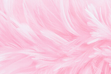 Beautiful soft pink bird feathers pattern texture background.