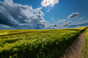 Sommergewitter und Kornfelder