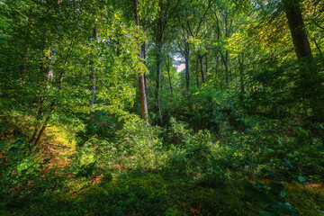 Sommergewitter und Kornfelder