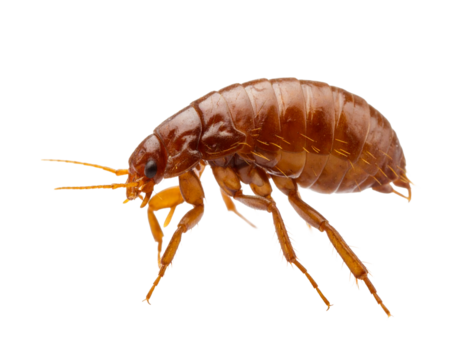 Close-up of a flea insect, detailed and isolated on white.