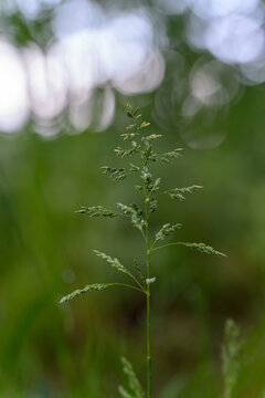 Flowers of bluegrass (Poa) in close-up with a green background. 
