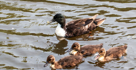 Duck and Ducklings Swimming in Calm Water