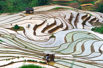 Hmong farmers prepare their fields and plant rice on terraced fields in Mu Cang Chai, Yen Bai....