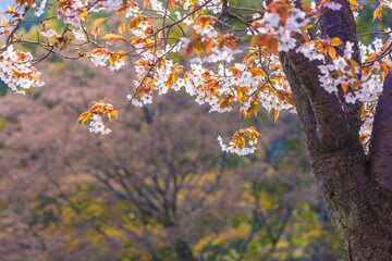 山桜の花