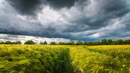 Sommergewitter und Kornfelder