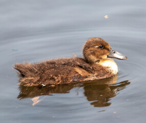 Duckling Swimming in a Pond on a Close Up