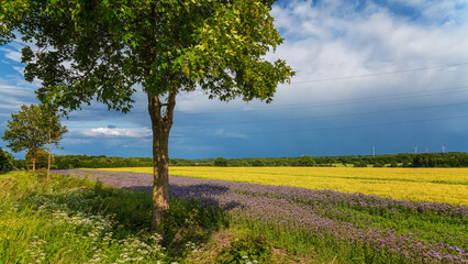 Sommergewitter und Kornfelder