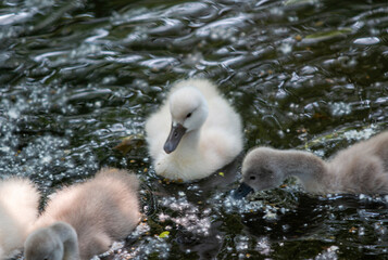 Soft Cygnets Swimming in a Serene Pond During Daylight Hours