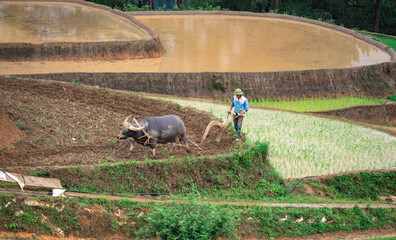 Hmong farmers prepare their fields and plant rice on terraced fields in Mu Cang Chai, Yen Bai....