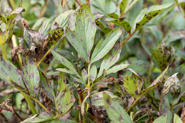 Brown rot of garden peonies. Leaves of a tree-like peony with signs of fungal diseases on the leaves. Brown spotting and rust on the garden peony.