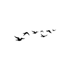birds in flight