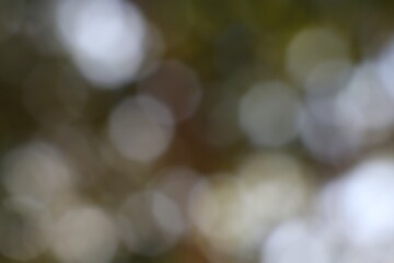 Softly Glowing Orbs of Light and Shadow in a Muted Autumnal Haze