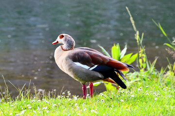 The Egyptian goose is a large, colorful bird native to Africa, especially found near rivers, lakes, and wetlands.