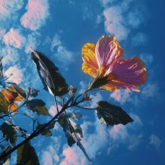 Captivating hibiscus blossom against a vast blue sky creating a serene natural setting and a sense of calm