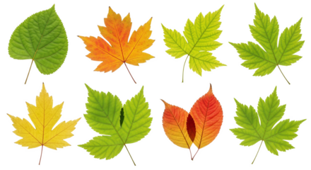 Beautiful autumn leaf isolated PNG