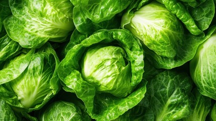 Fototapeta premium A captivating close-up of crisp green lettuce heads reveals their intricate texture and freshness, symbolizing health and nourishment in everyday meals and salads.