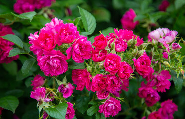 Rosehip flowers and buds are pink against a background of bright greenery. Flora is the nature of a plant.