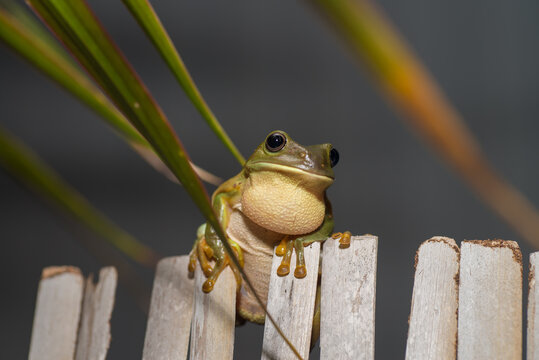 Frog croaking on back fence