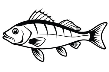 Black and White Illustration of a Spiny Finned Fish Side View