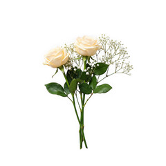 Cream roses and babys breath isolated on transparent background