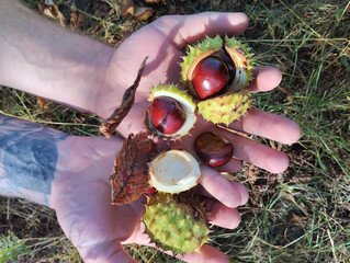 chestnuts in prickly shell lying in grass hands top view