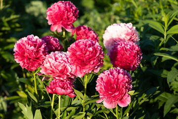 Flower double deep pink peony Mary Jo Legare, blooming paeonia lactiflora in summer garden