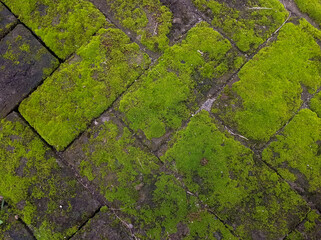 Moss covered brick pathway texture