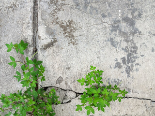 Plants growing through concrete cracks
