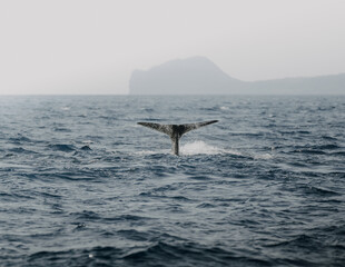 Sperm Whale Fluke – Diving into the Ocean