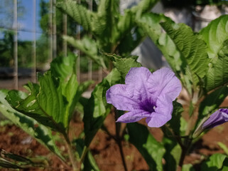 Purple flower blooms in garden sunlight