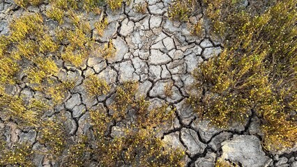 Cracked earth, flecked with golden moss, whispers of solstice drought rituals, echoing forgotten...