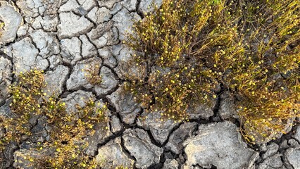 Cracked earth whispers desert secrets as resilient wildflowers bloom, evoking Earth Day renewal and arid landscape nostalgia