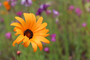 orange calendula flowers on a blurred green background