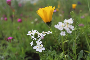  floral summer meadow with flowers. natural background of color flowers and herbs