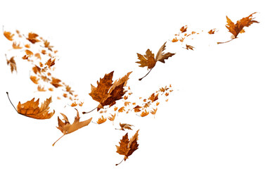 leaf leaves isolated autumn winter season background falling fall platanus tree wid air w