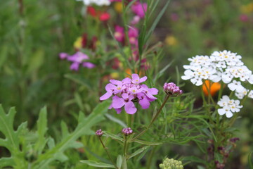 Fototapeta premium purple flowers in the field, floral summer meadow with flowers. natural background of color flowers and herbs