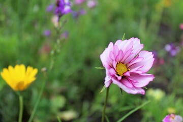 Fototapeta premium Natural floral background, wild meadow with colorful wildflowers in summer