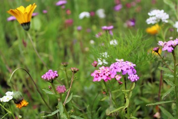 Wildflowers and grasses in a summer meadow