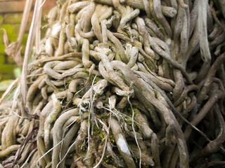 Twisted roots tangled growth natural texture