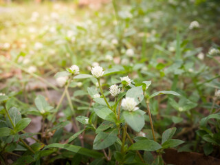 White clover flowers in green meadow