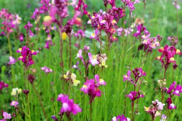 Wildflowers and grasses in a summer meadow